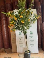 4 YAŞ ,TÜPLÜ BOL MEYVELİ NAGAMİ KAMKAT FİDANI BOY 150-200 CM