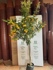 4 YAŞ ,TÜPLÜ BOL MEYVELİ NAGAMİ KAMKAT FİDANI BOY 150-200 CM