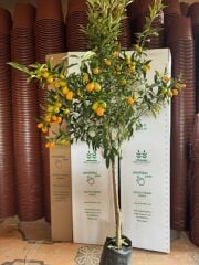 4 YAŞ ,TÜPLÜ BOL MEYVELİ NAGAMİ KAMKAT FİDANI BOY 150-200 CM