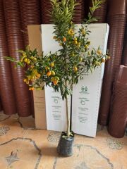 4 YAŞ ,TÜPLÜ BOL MEYVELİ NAGAMİ KAMKAT FİDANI BOY 150-200 CM