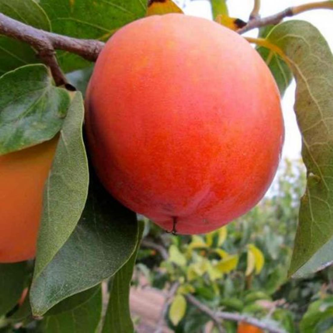 5 YAŞ SAKSIDA MEYVE VEREN ROJO BRİLLANTE HURMA FİDANI