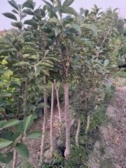 5 YAŞ SAKSIDA MEYVE VEREN ROJO BRİLLANTE HURMA FİDANI