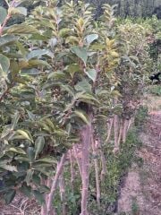 5 YAŞ SAKSIDA MEYVE VEREN ROJO BRİLLANTE HURMA FİDANI