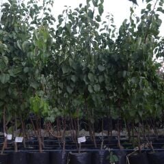 3 yaş TÜPLÜ AŞILI ŞEKERPARE KAYISI FİDANI