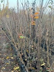 3 YAŞ TÜPLÜ ETRUŞKA ARMUT FİDANI BOY 150 CM+