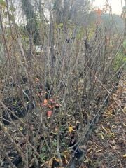 3 YAŞ TÜPLÜ ETRUŞKA ARMUT FİDANI BOY 150 CM+