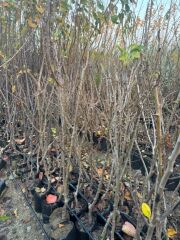 3 YAŞ TÜPLÜ ETRUŞKA ARMUT FİDANI BOY 150 CM+