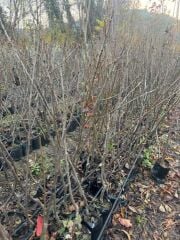 3 YAŞ TÜPLÜ ETRUŞKA ARMUT FİDANI BOY 150 CM+