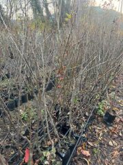 3 YAŞ TÜPLÜ ETRUŞKA ARMUT FİDANI BOY 150 CM+