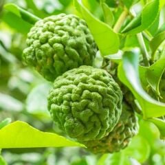 NADİR BULUNAN 3 YAŞ TÜPLÜ KAFFİR LİME LİMON BOY 120-150 CM