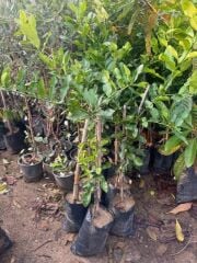 NADİR BULUNAN 3 YAŞ TÜPLÜ KAFFİR LİME LİMON BOY 120-150 CM