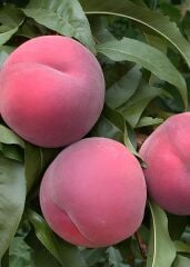 TÜPLÜ 3 YAŞ ROYAL GLORY ŞEFTALİ FİDANI BOY 150-180 CM