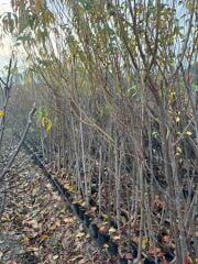 TÜPLÜ 3 YAŞ ROYAL GLORY ŞEFTALİ FİDANI BOY 150-180 CM