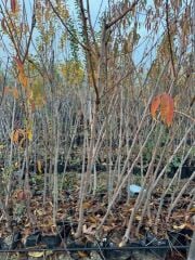 TÜPLÜ 3 YAŞ ROYAL GLORY ŞEFTALİ FİDANI BOY 150-180 CM