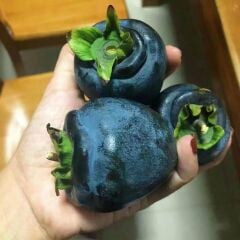 NADİR BİR ÇEŞİT TÜPLÜ 3 YAŞ SİYAH HURMA FİDANI Diospyros kaki L., BOY 150-180 CM