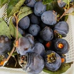 NADİR BİR ÇEŞİT TÜPLÜ 3 YAŞ SİYAH HURMA FİDANI Diospyros kaki L., BOY 150-180 CM