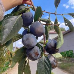 NADİR BİR ÇEŞİT TÜPLÜ 3 YAŞ SİYAH HURMA FİDANI Diospyros kaki L., BOY 150-180 CM