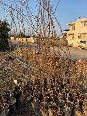 NADİR BİR ÇEŞİT TÜPLÜ 3 YAŞ SİYAH HURMA FİDANI Diospyros kaki L., BOY 150-180 CM