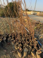 NADİR BİR ÇEŞİT TÜPLÜ 3 YAŞ SİYAH HURMA FİDANI Diospyros kaki L., BOY 150-180 CM