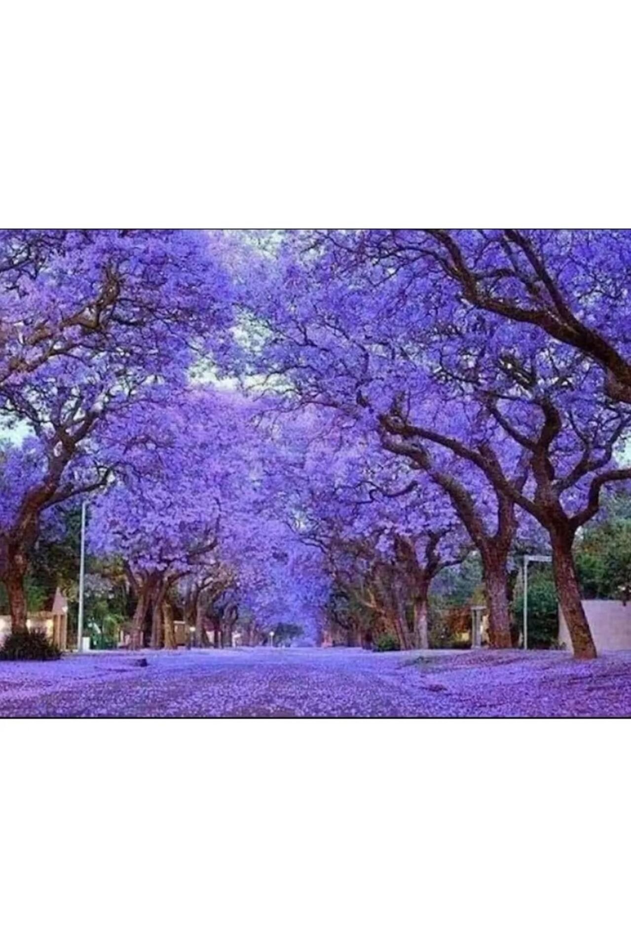 SAKSIDA MOR ÇİÇEKLİ YOĞUN KOKULU PAVLONİA FİDANI BOY 120-150 CM