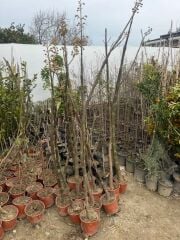 SAKSIDA MOR ÇİÇEKLİ YOĞUN KOKULU PAVLONİA FİDANI BOY 120-150 CM