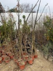 SAKSIDA MOR ÇİÇEKLİ YOĞUN KOKULU PAVLONİA FİDANI BOY 120-150 CM