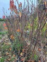 TÜPLÜ 4 YAŞ REGİNA KİRAZ FİDANI BOY 150-180 CM