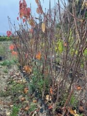 TÜPLÜ 4 YAŞ REGİNA KİRAZ FİDANI BOY 150-180 CM