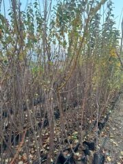 TÜPLÜ 3 YAŞ FORTUNE ERİK FİDANI BOY 150-180 CM