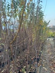 TÜPLÜ 3 YAŞ FORTUNE ERİK FİDANI BOY 150-180 CM