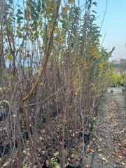 TÜPLÜ 3 YAŞ FORTUNE ERİK FİDANI BOY 150-180 CM