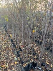 TÜPLÜ 3 YAŞ FORTUNE ERİK FİDANI BOY 150-180 CM