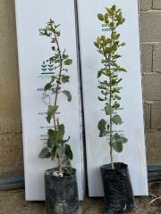 TÜPLÜ  AŞILI ,UCB1 ANAÇLI SİİRT FISTIĞI , 2 ADET (1 ERKEK, 1 DİŞİ) BOY 60/80  CM