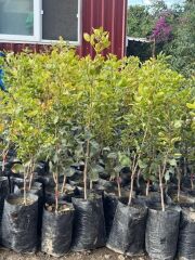 TÜPLÜ  AŞILI ,UCB1 ANAÇLI SİİRT FISTIĞI , 2 ADET (1 ERKEK, 1 DİŞİ) BOY 60/80  CM