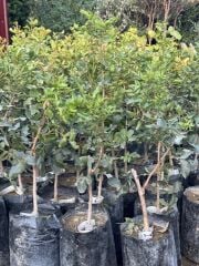 TÜPLÜ  AŞILI ,UCB1 ANAÇLI SİİRT FISTIĞI , 2 ADET (1 ERKEK, 1 DİŞİ) BOY 60/80  CM