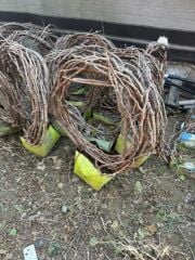 5 YAŞ ,5-7 M BOYUNDA ÇEKİRDEKSİZ SULTANİYE ÜZÜM FİDANI