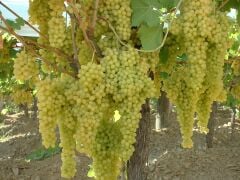 5 YAŞ ,5-7 M BOYUNDA ÇEKİRDEKSİZ SULTANİYE ÜZÜM FİDANI