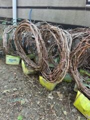 5 YAŞ ,5-7 M BOYUNDA ÇEKİRDEKSİZ SULTANİYE ÜZÜM FİDANI