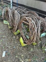 5 YAŞ ,5-7 M BOYUNDA ÇEKİRDEKSİZ SULTANİYE ÜZÜM FİDANI