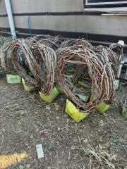 5 YAŞ ,5-7 M BOYUNDA ÇEKİRDEKSİZ SULTANİYE ÜZÜM FİDANI