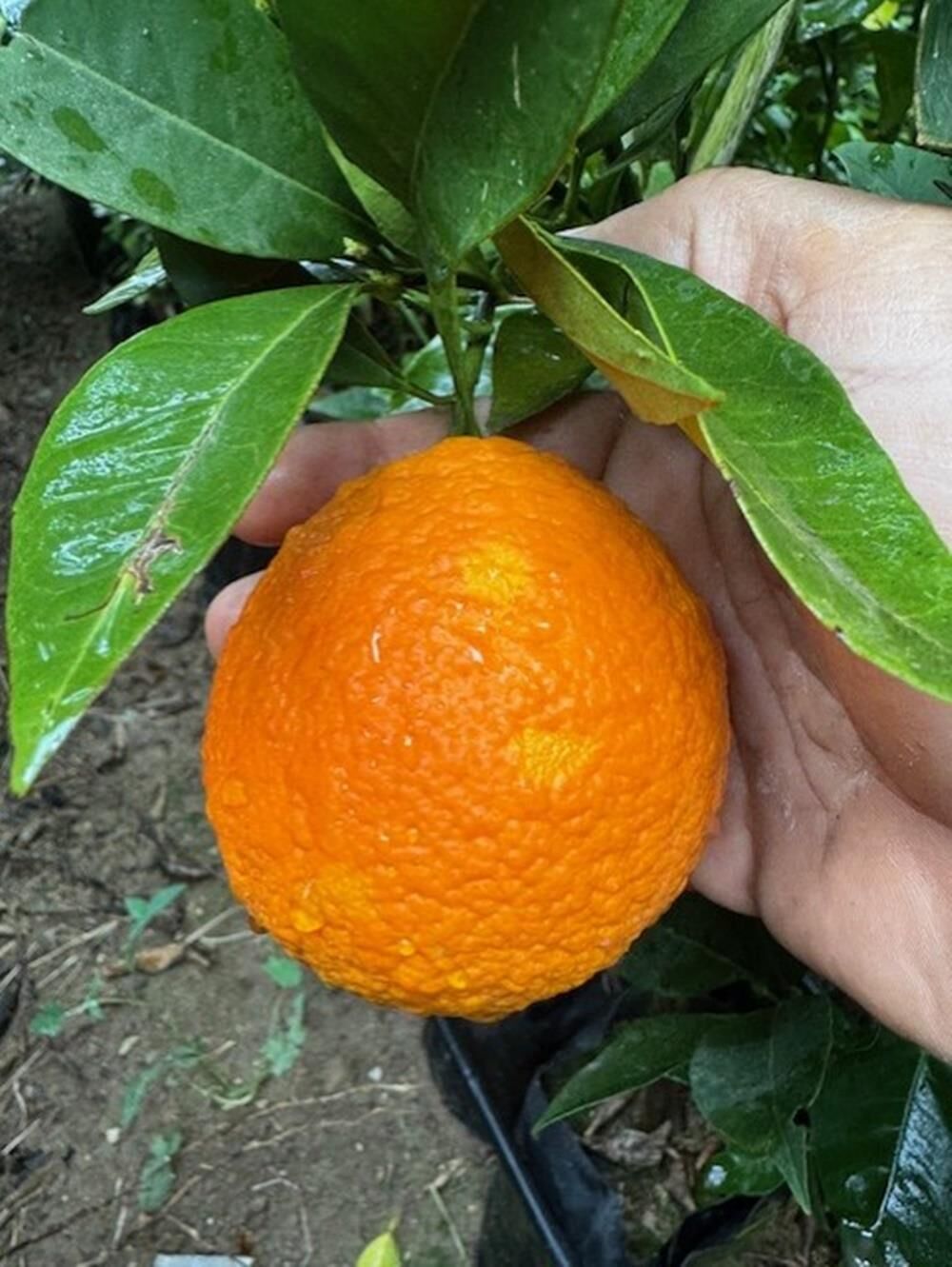 3 YAŞ YAFA PORTAKAL BOY 150-170 CM