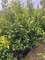 3 YAŞ YAFA PORTAKAL BOY 150-170 CM