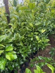 3 YAŞ YAFA PORTAKAL BOY 150-170 CM