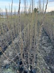 TÜPLÜ 2 YAŞ TİGER FİG İNCİR FİDANI  BOY 150-180 CM