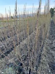 TÜPLÜ 2 YAŞ TİGER FİG İNCİR FİDANI  BOY 150-180 CM