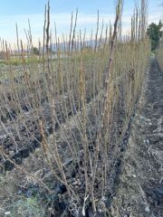 TÜPLÜ 2 YAŞ TİGER FİG İNCİR FİDANI  BOY 150-180 CM