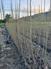 TÜPLÜ 2 YAŞ TİGER FİG İNCİR FİDANI  BOY 150-180 CM