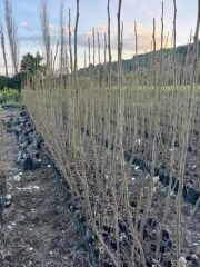 TÜPLÜ 2 YAŞ TİGER FİG İNCİR FİDANI  BOY 150-180 CM