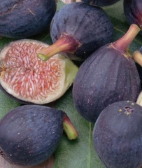 TÜPLÜ 2 YAŞ YEDİVEREN RONDE DE BORDEAUX İNCİR FİDANI BOY 150-180 CM