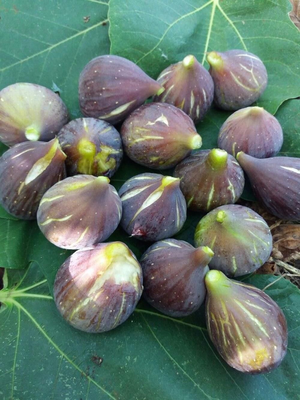 TÜPLÜ 2 YAŞ SİYAH ORAK İNCİR FİDANI (PATLICAN)  BOY 120-150 CM